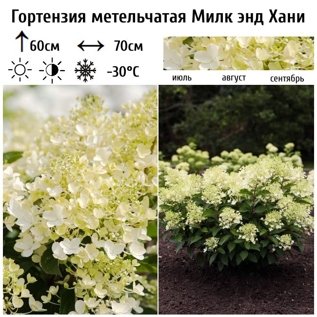 Гортензия метельчатая "Милк энд Хани"