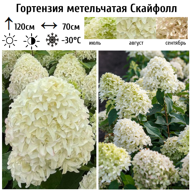 Гортензия метельчатая "Скайфолл"