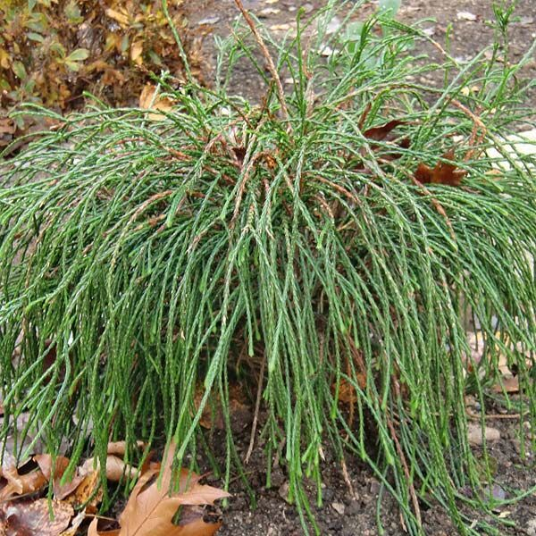 Туя складчатая "Випкорд"