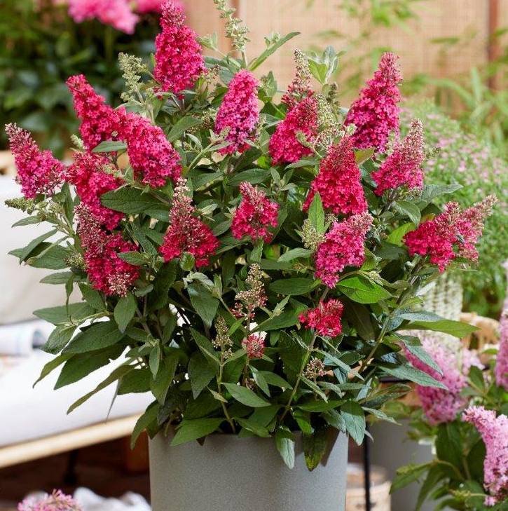 Буддлея Давида "Баттерфляй Канди Литтл Руби"