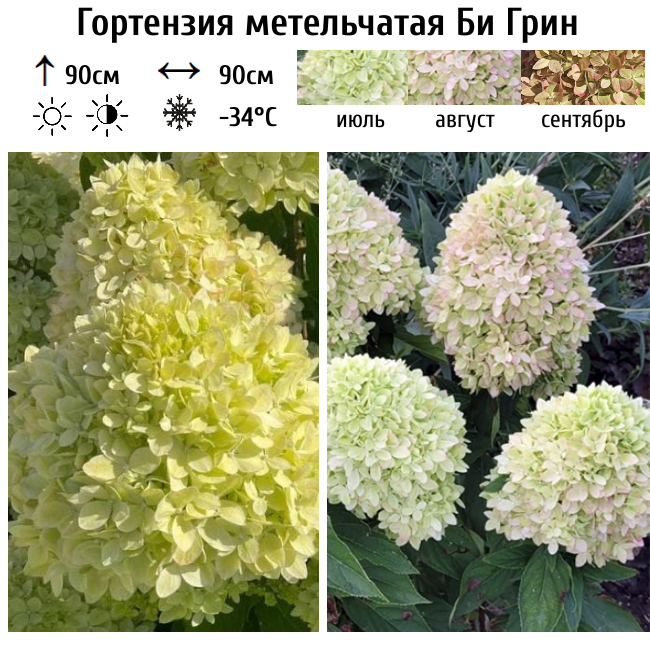 Гортензия метельчатая "Би Грин"