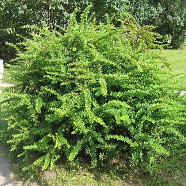 Барбарис Тунберга "Грин Орнамент"