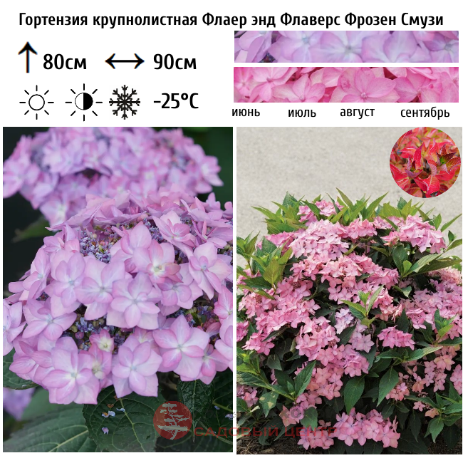 Барбарис Тунберга "Голдалита"