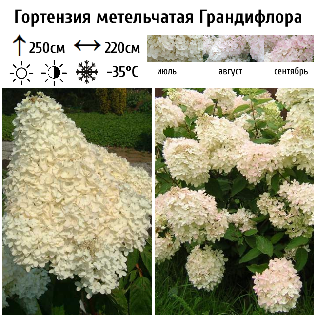 Гортензия метельчатая "Грандифлора"