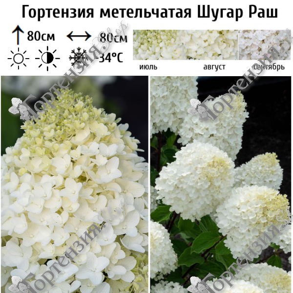 Гортензия метельчатая "Шугар Раш"