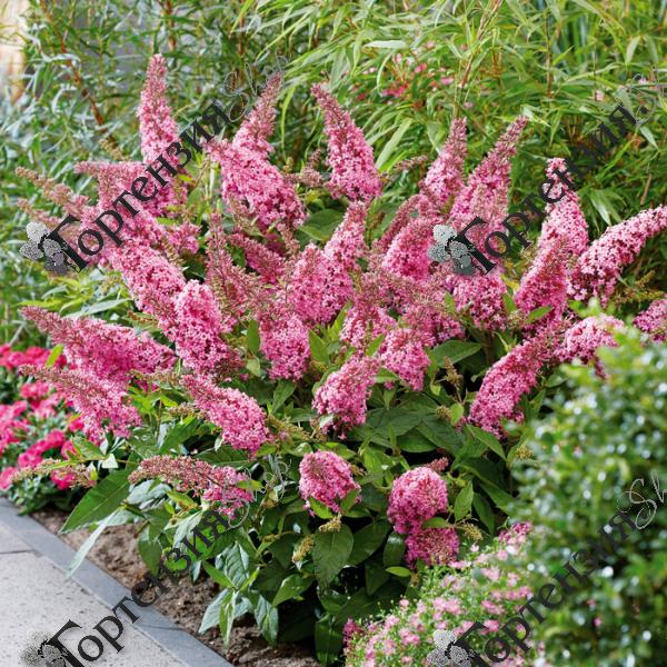 Буддлея Давида "Баттерфляй Канди Литтл Пинк"