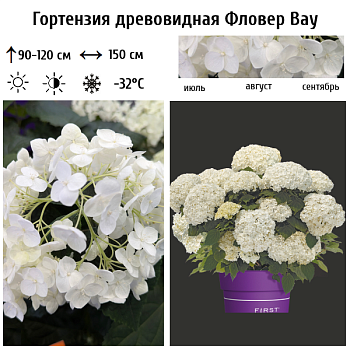 Гортензия древовидная "Фловер Вау" 