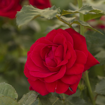 Роза полиантовая "Minha" 