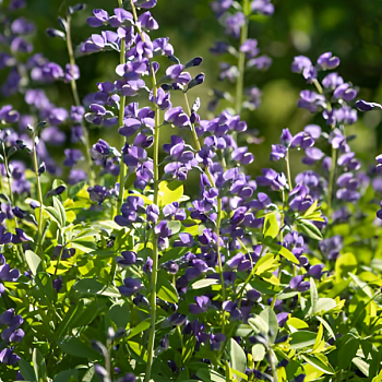 Баптизия белая 