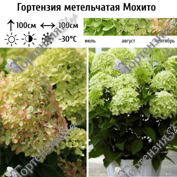 Гортензия метельчатая "Мохито"