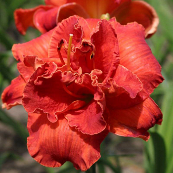 Лилейник "Мозес Фаер" 