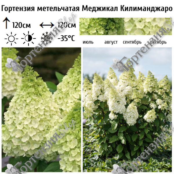 Гортензия метельчатая "Меджикал Килиманджаро"