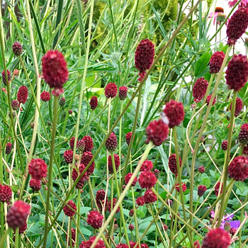 Кровохлебка лекарственная "Танна" 