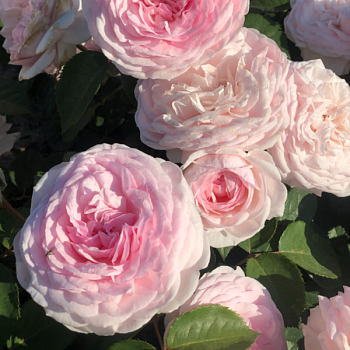 Роза флорибунда D.Austin "Olivia Rose" 