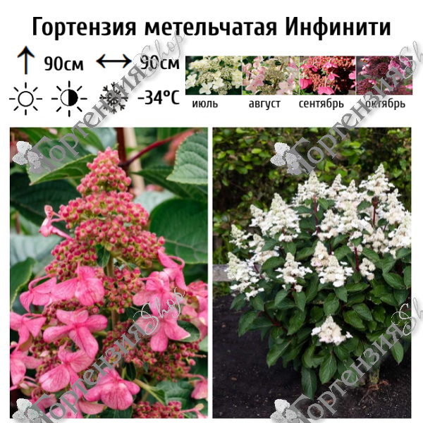 Гортензия метельчатая "Инфинити"