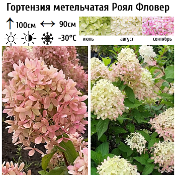 Гортензия метельчатая Royal Flower 