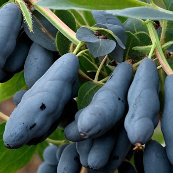 Жимолость "Сильгинка" 