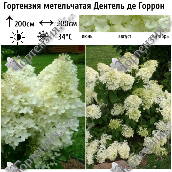 Гортензия метельчатая "Дентель де Горрон"