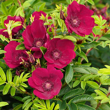 Роза Ругоза "Strandperle Norderney" 