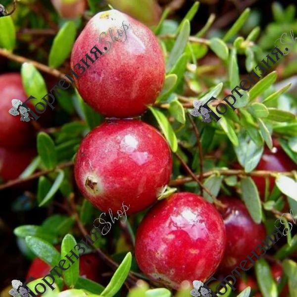 Клюква крупноплодная "Стивенс"