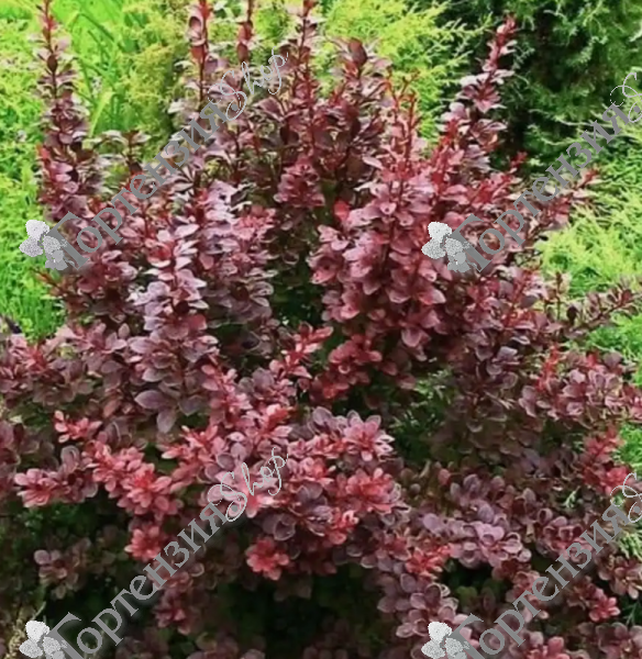 Барбарис Тунберга "Атропурпурея"