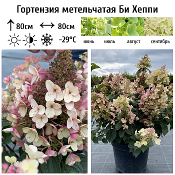 Гортензия метельчатая "Би Хеппи" 