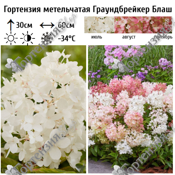 Гортензия метельчатая "Граундбрейкер Блаш"