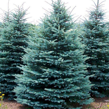 Ель колючая "Глаука" 